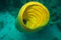 yellow tube sponge